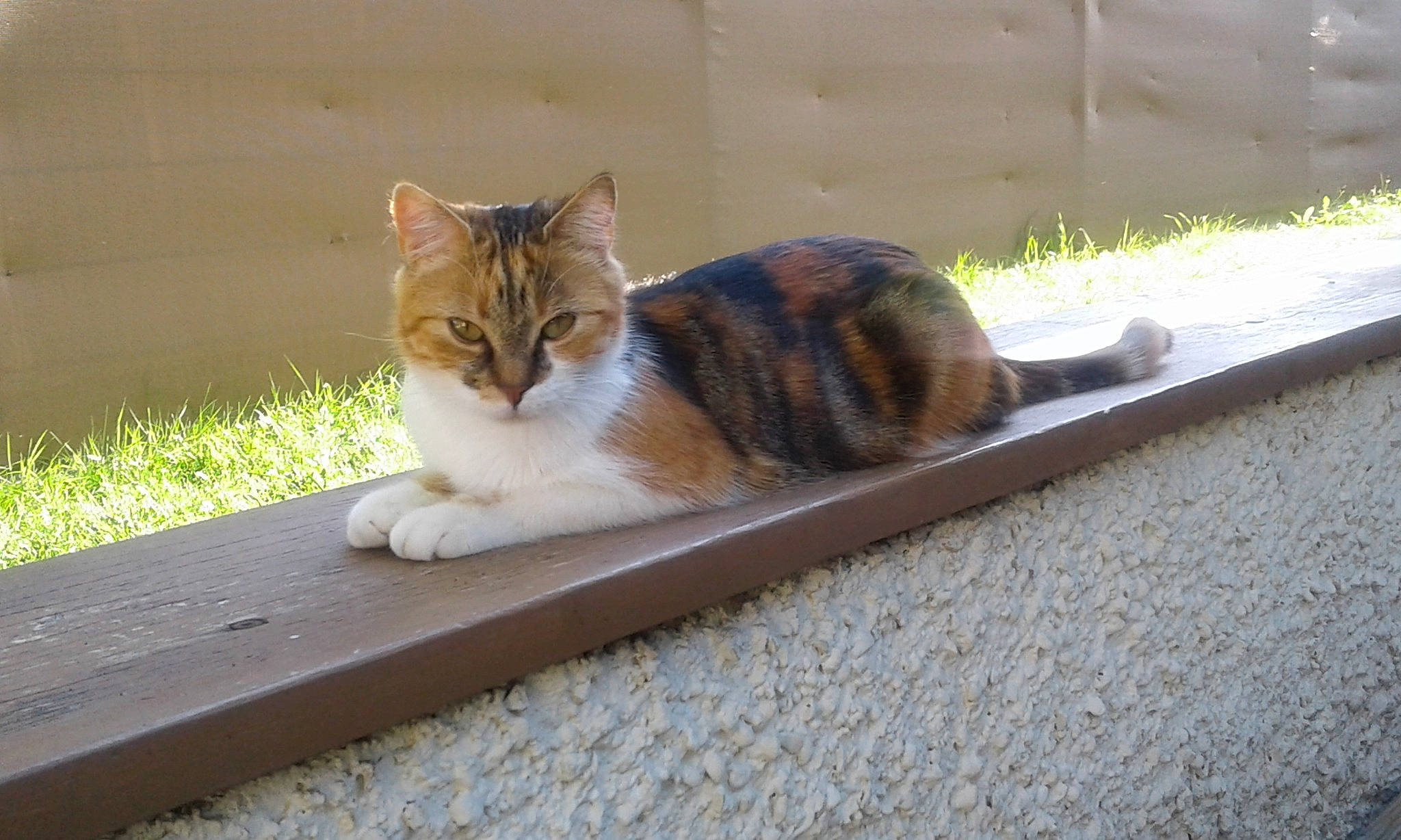 Ziva a rejoint le concours — aidez-le/la à gagner de superbes lots ! asphalt, carnivore, cat, curb, domestic_short_haired_cat, fawn, felidae, fur, grass, paw, road_surface, sitting, small_to_medium_sized_cats, snout, tail, terrestrial_animal, whiskers, wildlife, window, wood