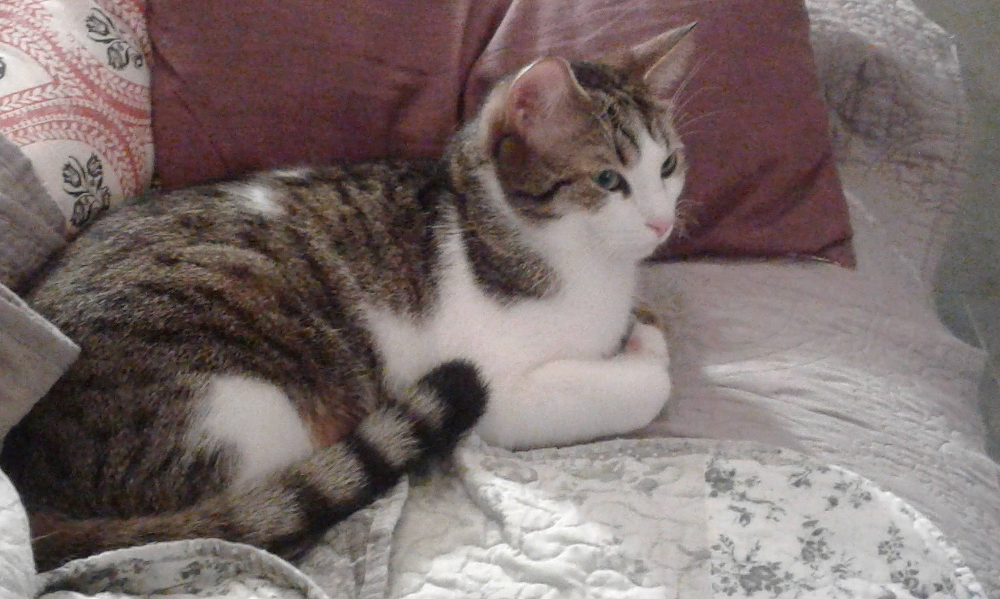 Skar participe au concours pour gagner de l'argent avec cette photo : carnivore, cat, cat_supply, comfort, couch, domestic_short_haired_cat, felidae, fur, grey, paw, small_to_medium_sized_cats, tail, terrestrial_animal, whiskers