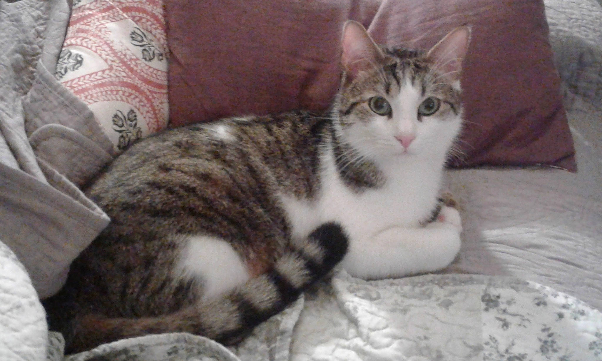 Skar a rejoint le concours — aidez-le/la à gagner de superbes lots ! carnivore, cat, comfort, domestic_short_haired_cat, felidae, fur, grey, paw, small_to_medium_sized_cats, whiskers