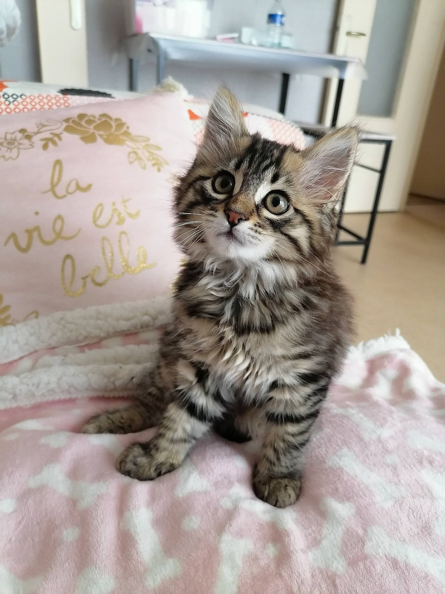 Plume participe au concours pour gagner de l'argent avec cette photo : carnivore, cat, claw, comfort, domestic_short_haired_cat, drawer, felidae, flooring, fur, hardwood, maine_coon, paw, picture_frame, sitting, small_to_medium_sized_cats, tail, terrestrial_animal, whiskers