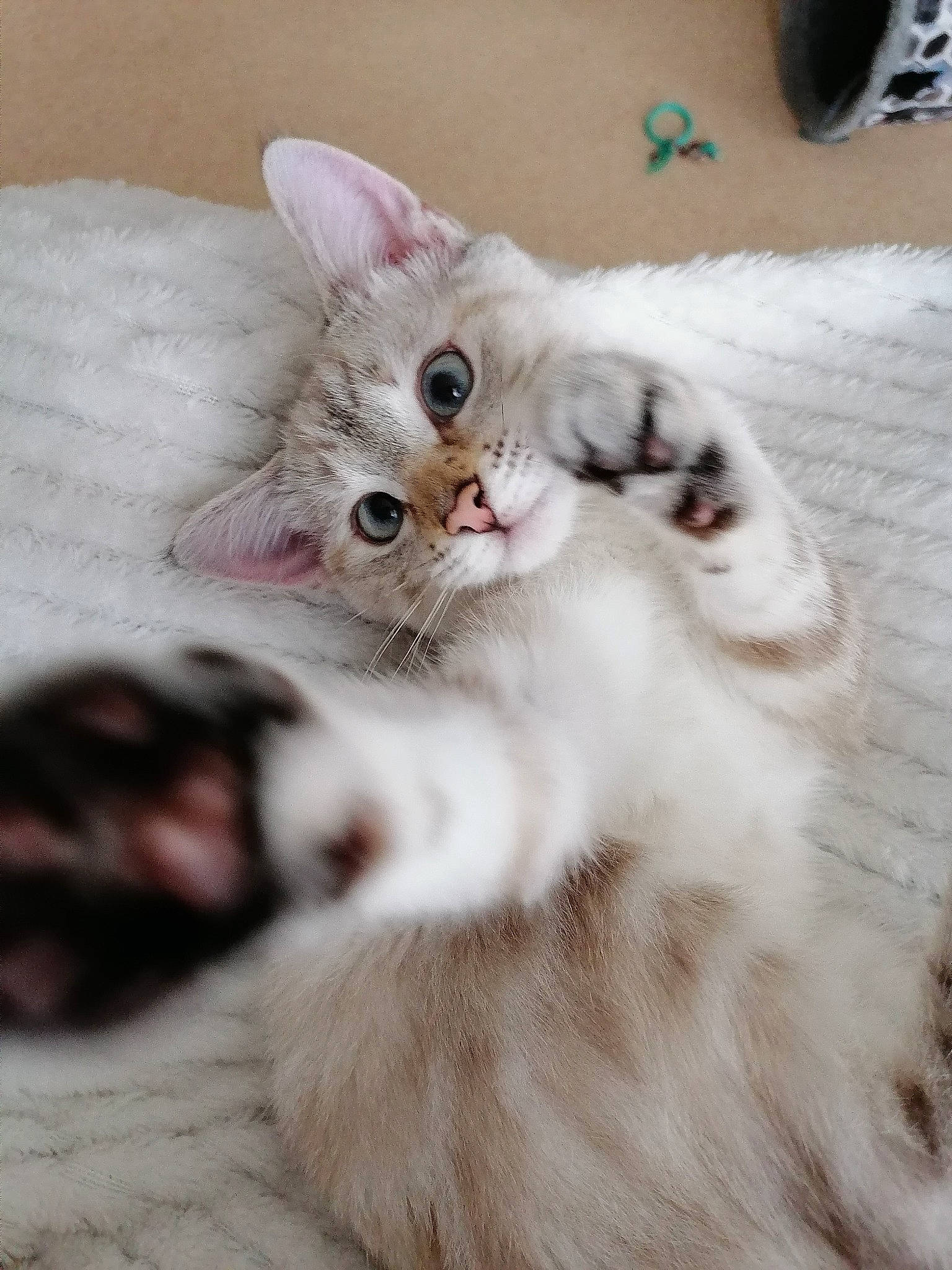 Snow-belle a rejoint le concours — aidez-le/la à gagner de superbes lots ! carnivore, cat, claw, comfort, fawn, felidae, fur, paw, small_to_medium_sized_cats, snout, tail, terrestrial_animal, whiskers