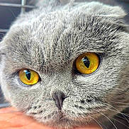 Sky joined the competition — help win amazing prizes! cat, close_up, yellow_eyes, gray_fur, whiskers, nose, face, feline, pet, domestic_cat, portrait, macro, resting, hand, fur_texture, bright_eyes, reflection, indoor, screenshot, mobile_ui