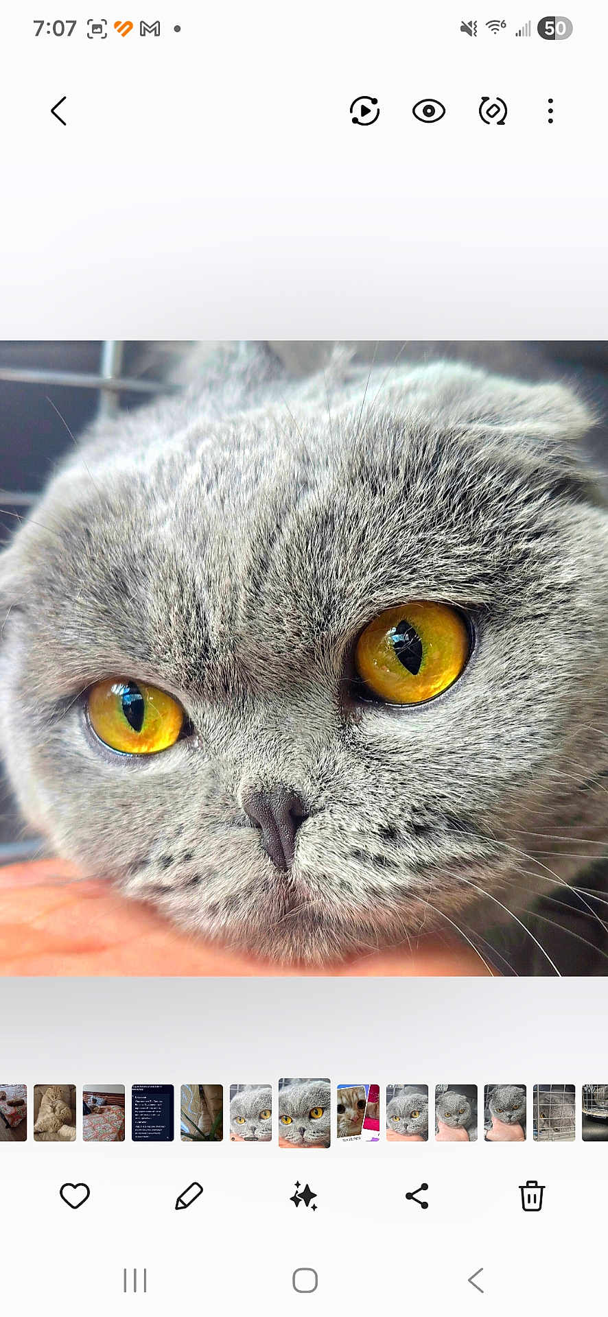 Sky joined the competition — help win amazing prizes! cat, close_up, yellow_eyes, gray_fur, whiskers, nose, face, feline, pet, domestic_cat, portrait, macro, resting, hand, fur_texture, bright_eyes, reflection, indoor, screenshot, mobile_ui