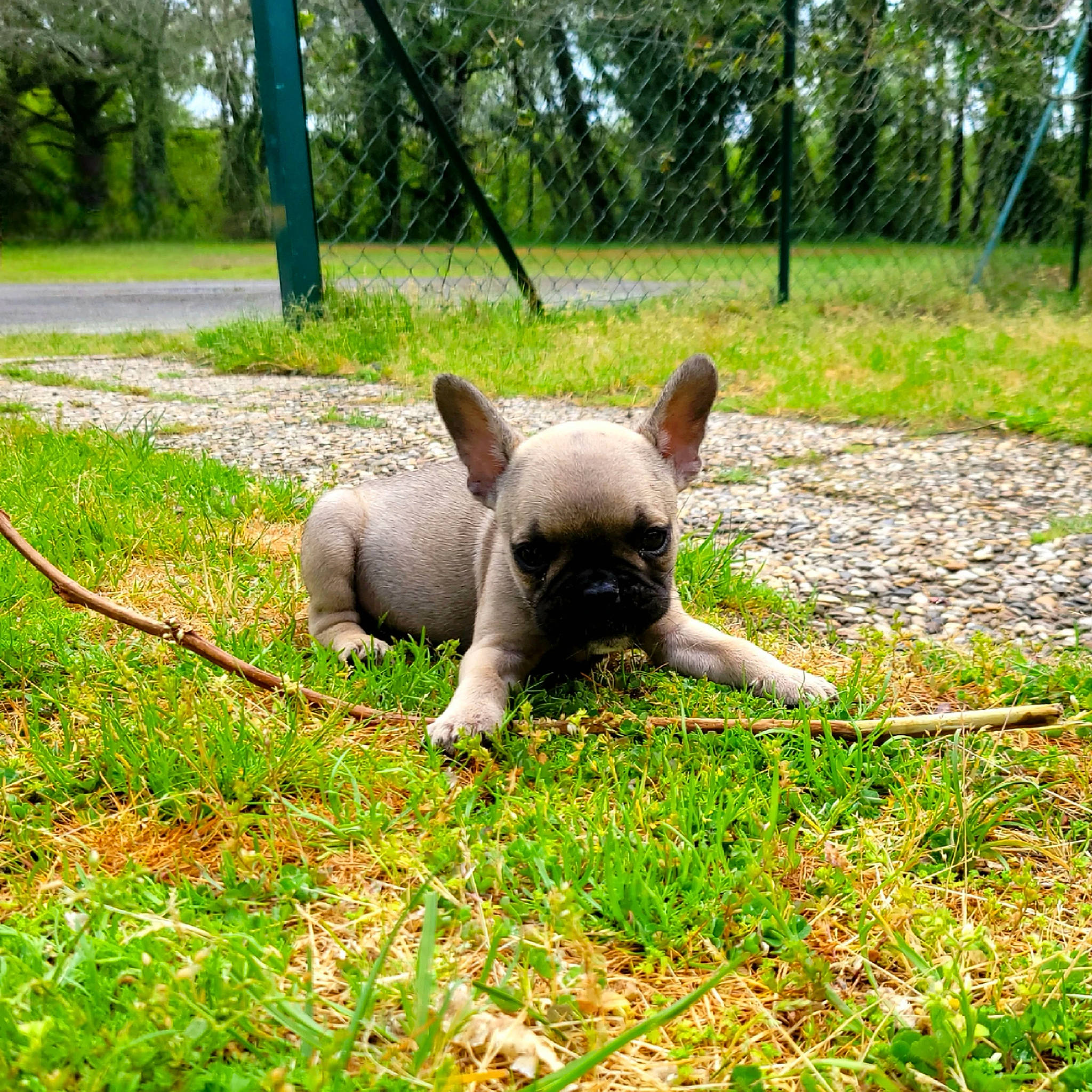 Ula a rejoint le concours — aidez-le/la à gagner de superbes lots ! canidae, carnivore, companion_dog, dog, dog_breed, fawn, grass, grassland, groundcover, natural_landscape, pasture, plant, snout, soil, tail, terrestrial_animal, terrestrial_plant, tree, trunk, working_animal