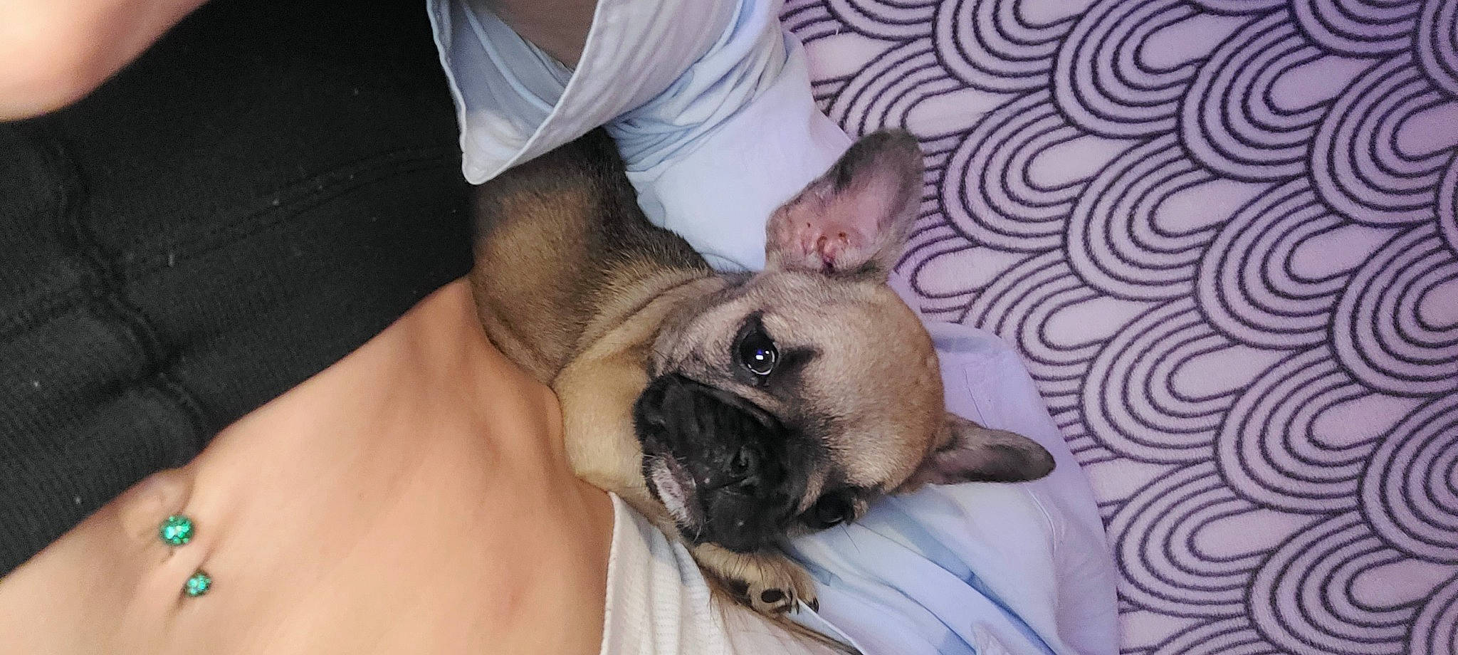 Ula participe au concours pour gagner de l'argent avec cette photo : canidae, carnivore, comfort, companion_dog, dog, dog_breed, ear, fawn, foot, fur, non_sporting_group, pug, snout, sporting_group, toy_dog, whiskers, working_animal, wrinkle