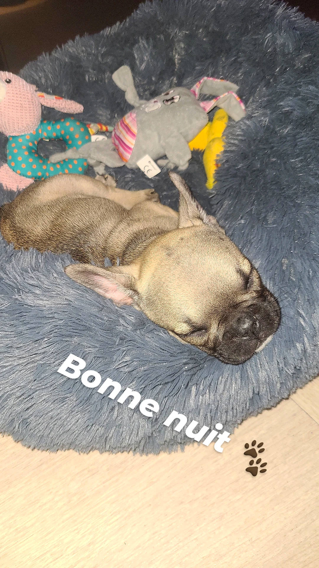 Ula a rejoint le concours — aidez-le/la à gagner de superbes lots ! art, canidae, carnivore, dog_breed, fawn, fish, font, fur, hat, nap, sleep, snout, sporting_group, tail, terrestrial_animal, toy, wildlife, working_animal