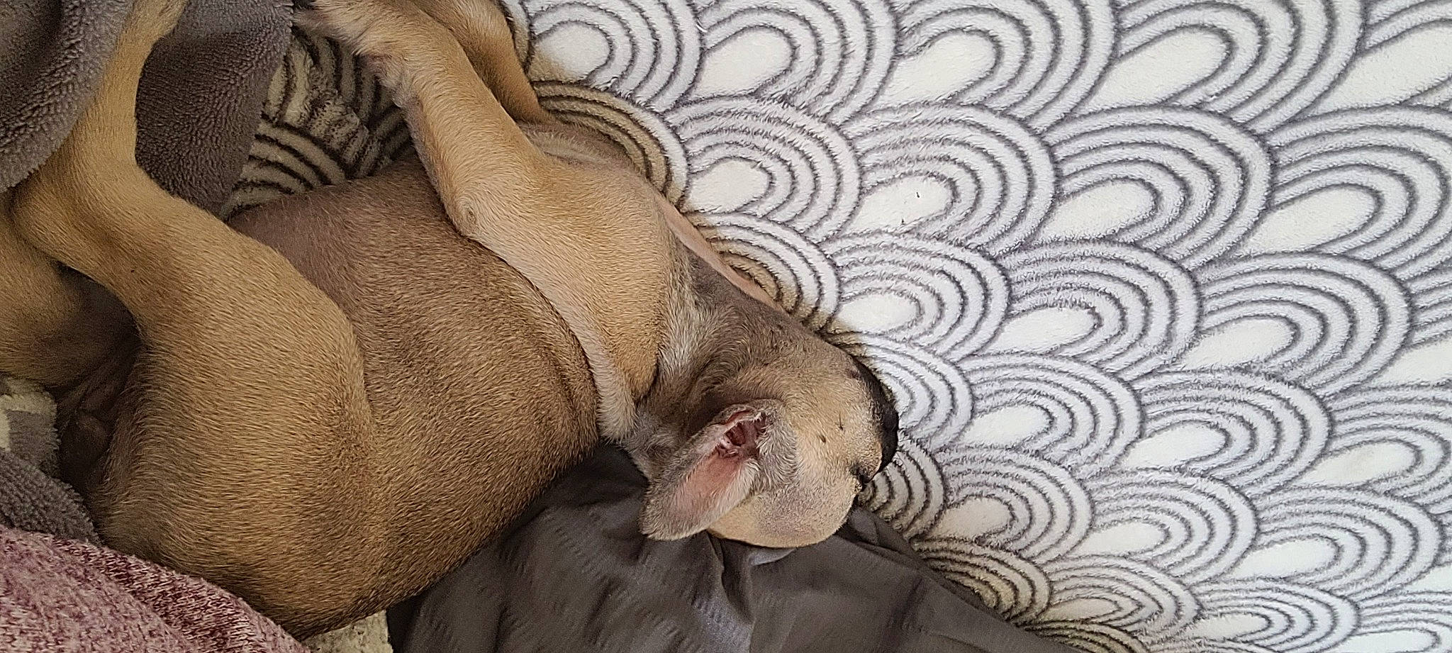 Ula a rejoint le concours — aidez-le/la à gagner de superbes lots ! art, big_cats, circle, comfort, fawn, felidae, fur, grey, human_leg, linens, pattern, snout, terrestrial_animal, visual_arts, water, whiskers, wildlife, wood, working_animal, wrinkle