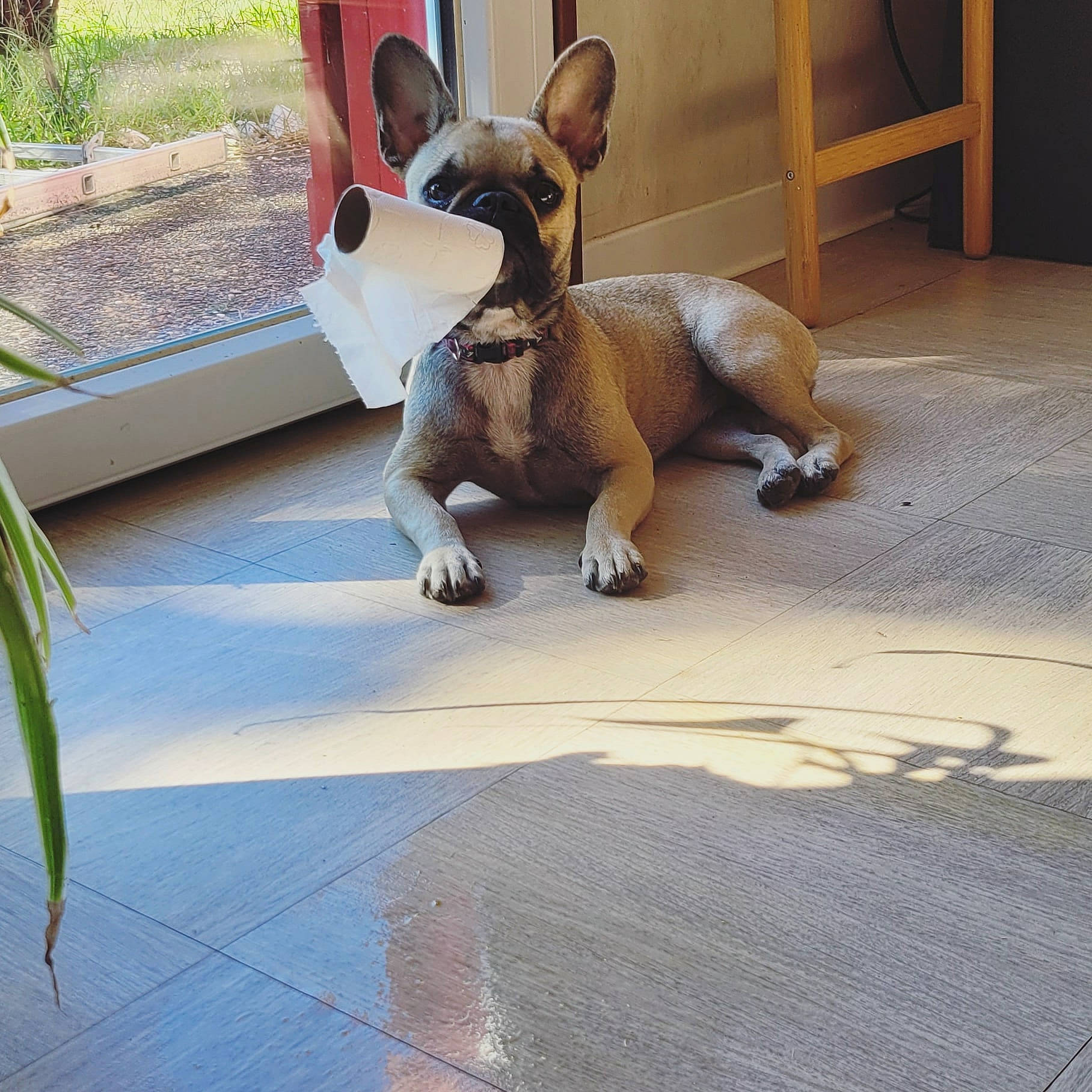 Ula a rejoint le concours — aidez-le/la à gagner de superbes lots ! bulldog, canidae, carnivore, comfort, companion_dog, dog, dog_breed, fawn, flooring, human_body, plant, rabbit, rabbits_and_hares, snout, stuffed_toy, tail, toy, toy_dog, wood, working_animal