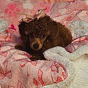 Ruby is registered to the contest to win money with this photo: puppy, dog, brown_dog, poodle, bow, blanket, pink_blanket, red_bows, cozy, cute, pet, animal, fur, small_dog, indoor, resting, soft_texture, bed, young_dog, adorable