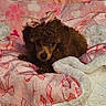 puppy, dog, brown_dog, poodle, bow, blanket, pink_blanket, red_bows, cozy, cute, pet, animal, fur, small_dog, indoor, resting, soft_texture, bed, young_dog, adorable