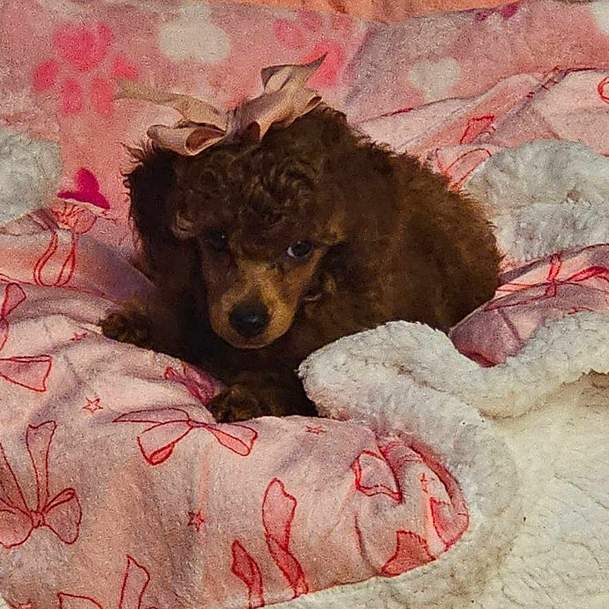 Ruby is registered to the contest to win money with this photo: puppy, dog, brown_dog, poodle, bow, blanket, pink_blanket, red_bows, cozy, cute, pet, animal, fur, small_dog, indoor, resting, soft_texture, bed, young_dog, adorable