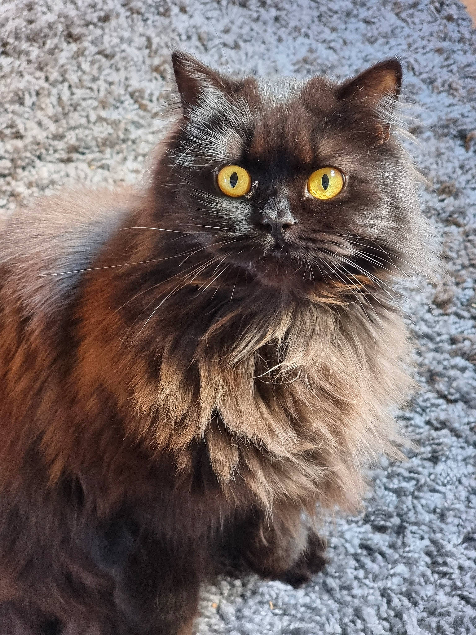 Chloe is registered to the contest to win money with this photo: british_longhair, carnivore, cat, claw, domestic_short_haired_cat, eye, fawn, felidae, fur, grass, grey, paw, road_surface, sitting, small_to_medium_sized_cats, snout, tail, terrestrial_animal, whiskers, wildlife