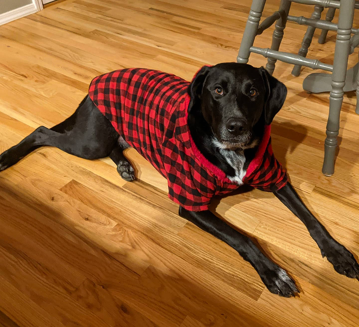 Phossie joined the competition — help win amazing prizes! black, canidae, carnivore, collar, companion_dog, dog, dog_breed, dog_supply, floor, flooring, hardwood, laminate_flooring, plywood, snout, sporting_group, tail, wood, wood_flooring, wood_stain, working_animal