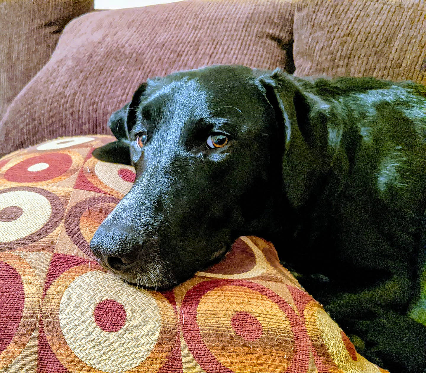 Phossie joined the competition — help win amazing prizes! canidae, carnivore, comfort, companion_dog, dog, dog_breed, green, gun_dog, home_accessories, linens, mammal, mat, retriever, snout, sporting_group, working_animal, working_dog, woven_fabric