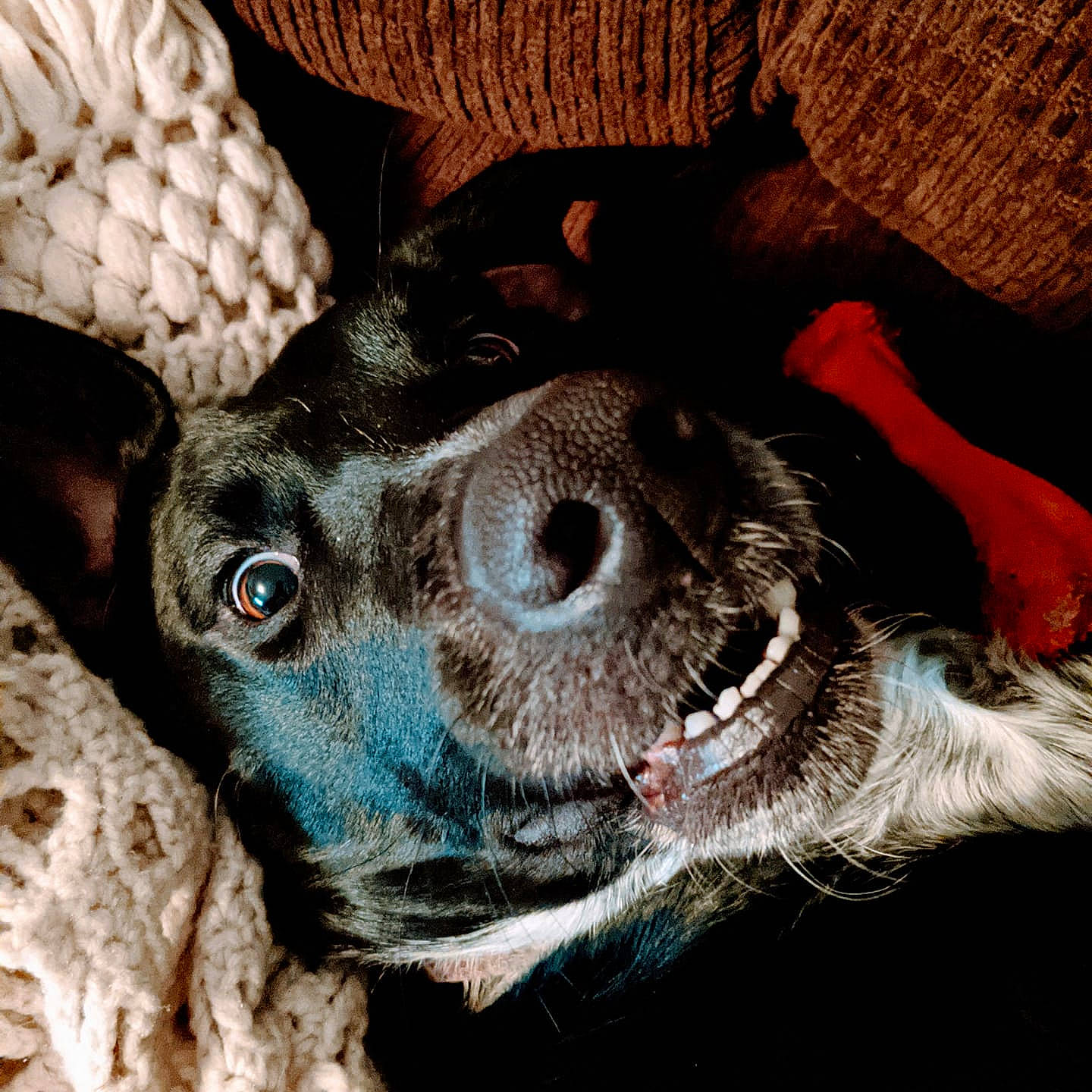 Phossie is registered to the contest to win money with this photo: basket, canidae, carnivore, collar, companion_dog, dog, dog_breed, dog_collar, fur, home_accessories, hunting_dog, liver, pet_supply, snout, sporting_group, tongue, vertebrate, whiskers, wicker, working_animal