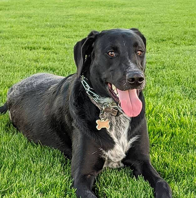 Phossie joined the competition — help win amazing prizes! canidae, carnivore, collar, companion_dog, dog, dog_breed, dog_collar, field, fur, grass, grass_family, grassland, labrador_retriever, mammal, pet_supply, retriever, snout, sporting_group, whiskers, working_animal