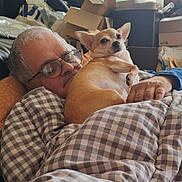 Nougat participe au concours pour gagner de l'argent avec cette photo : man, dog, sleeping, glasses, blanket, couch, indoor, resting, pet, elderly, relaxing, brown_dog, small_dog, comfort, home, portrait, casual, cozy, content, furniture