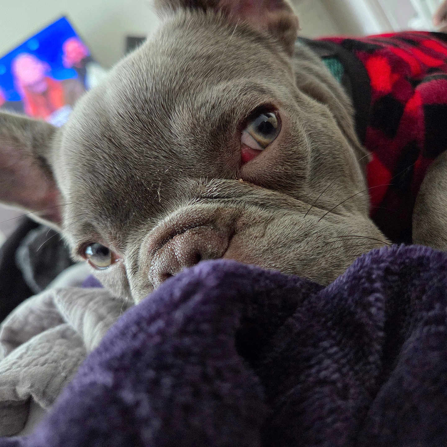 Dane joined the competition — help win amazing prizes! animal, black_sweater, blanket, blurred_background, close_up, comfort, cozy, cute, dog, ear, face, french_bulldog, fur, indoors, nose, pet, red_sweater, resting, sleepy, television