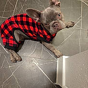 Dane joined the competition — help win amazing prizes! dog, french_bulldog, pet, animal, sweater, red, black, checkered, tile_floor, indoor, cute, small_dog, ears, looking_up, cozy, fur, companion, domestic, friendly, puppy