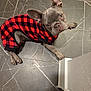 dog, french_bulldog, pet, animal, sweater, red, black, checkered, tile_floor, indoor, cute, small_dog, ears, looking_up, cozy, fur, companion, domestic, friendly, puppy
