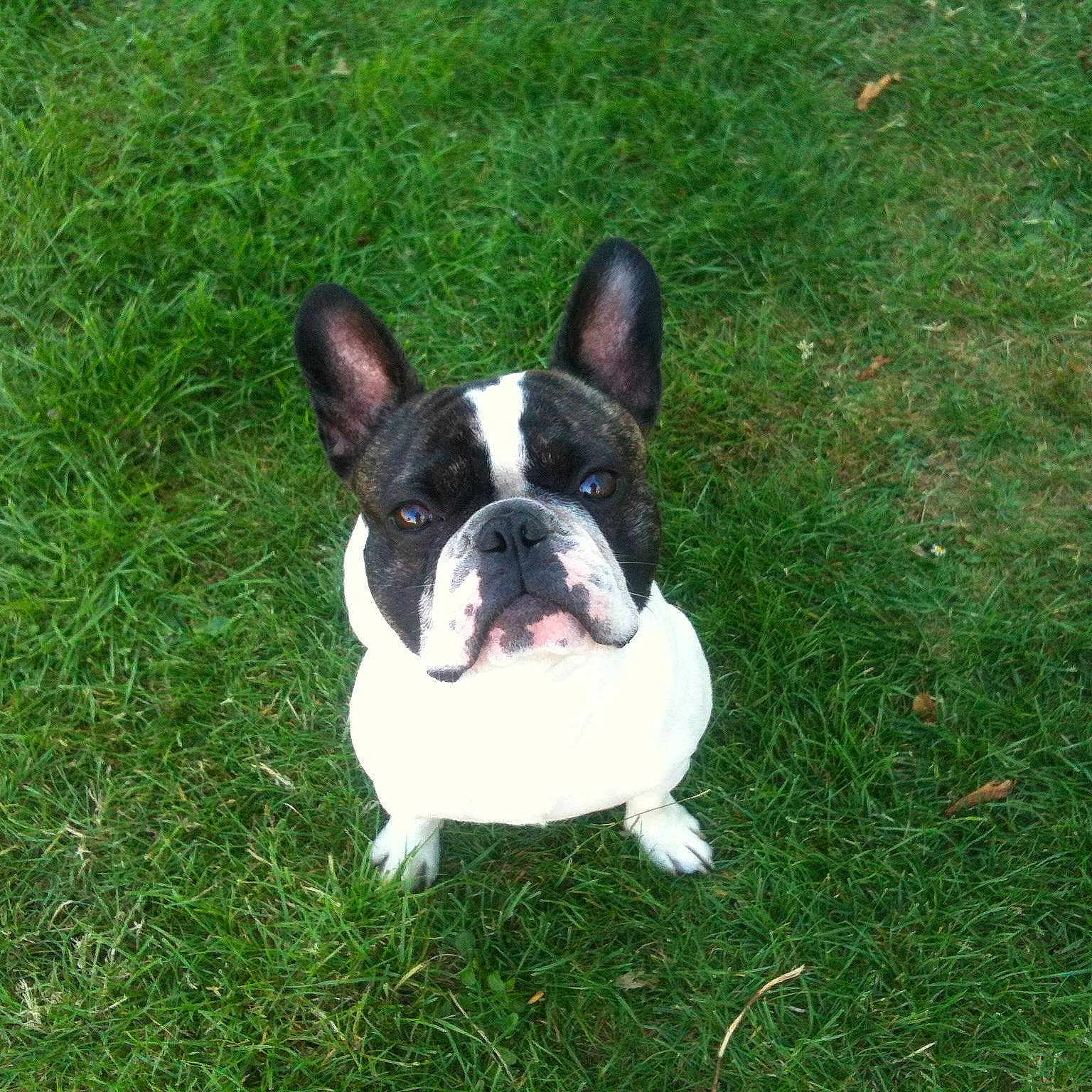 Igor