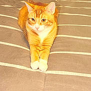 Miko is registered to the contest to win money with this photo: alert, animal, bed, cat, cute, domestic_animal, feline, fur, indoor, mammal, orange_tabby, paws, pet, pet_portrait, relaxed, resting, sleeping_area, striped_bedspread, tabby_pattern, whiskers