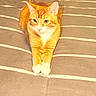cat, orange_tabby, pet, animal, feline, bed, striped_bedspread, indoor, fur, whiskers, paws, alert, cute, domestic_animal, resting, sleeping_area, pet_portrait, mammal, tabby_pattern, relaxed