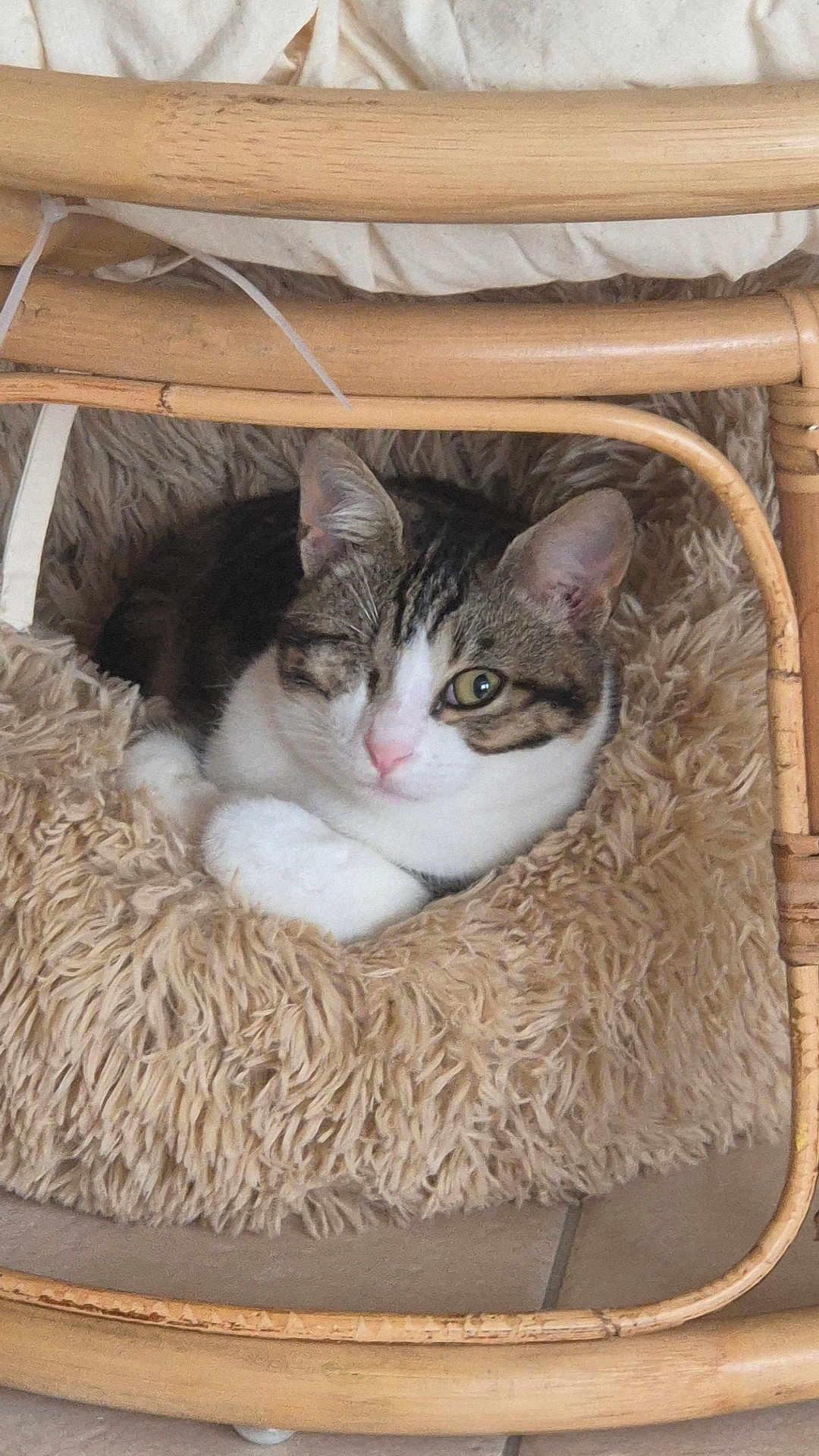 Ohana a rejoint le concours — aidez-le/la à gagner de superbes lots ! cat, tabby, one-eyed, pet, animal, furry, resting, cozy, bed, fluffy, beige, wooden, chair, indoor, floor, tile, cute, domestic, relaxed, comfort
