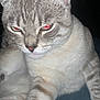 Jon Snow is registered to the contest to win money with this photo: animal, blue_surface, cat, close_up, dark_background, ears, expression, face, feline, flash, fur, gray_cat, indoor, paw, pet, red_eye, serious, sitting, tabby, whiskers