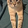 Jon Snow is registered to the contest to win money with this photo: animal, blue_blanket, calm, cat, close_up, curious, cute, domestic_cat, ears, feline, indoor, looking_at_camera, lying_down, paws, pet, relaxed, soft_texture, stretching, striped_fur, whiskers