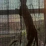 animal, cat, curtain, dark, ears, fabric, home, indoor, light, mystery, pet, quiet, shadow, shadow_play, silhouette, soft_light, still_life, stretching, texture, window