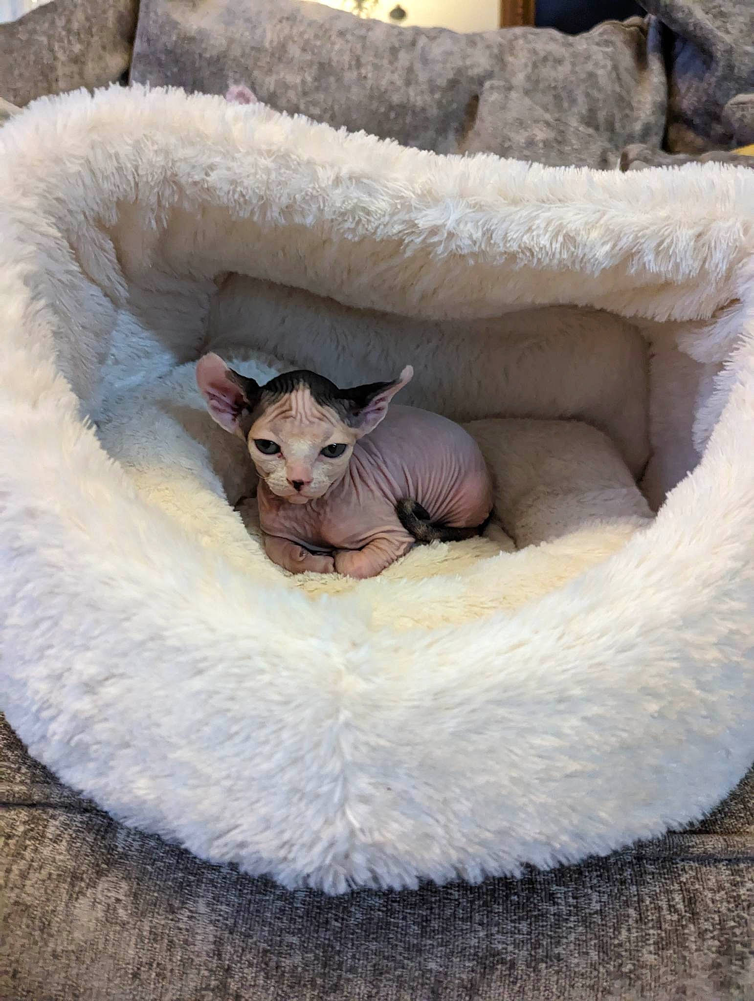 Gwen is registered to the contest to win money with this photo: carnivore, cat, cat_bed, cat_supply, circle, comfort, fawn, felidae, fur, linens, natural_material, paw, rope_rhythmic_gymnastics, small_to_medium_sized_cats, snout, tail, terrestrial_animal, textile, whiskers, winter