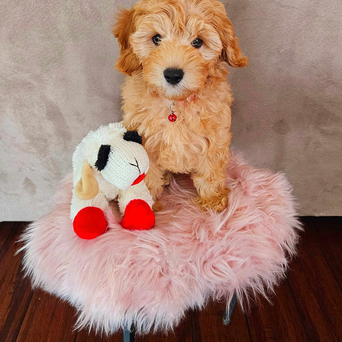 Goose is registered to the contest to win money with this photo: animal, canine, dog, dogbed, pet, poodle, puppy, terrier, whitedog