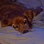 Joy a rejoint le concours — aidez-le/la à gagner de superbes lots ! dog, brown_fur, blanket, bed, lying_down, indoor, pet, canine, sleepy, cozy, ear, nose, paw, fur, resting, close_up, animal, domestic_animal, comfort, relaxation