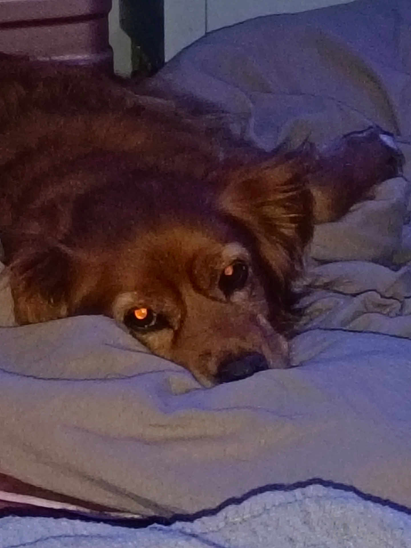 Joy a rejoint le concours — aidez-le/la à gagner de superbes lots ! dog, brown_fur, blanket, bed, lying_down, indoor, pet, canine, sleepy, cozy, ear, nose, paw, fur, resting, close_up, animal, domestic_animal, comfort, relaxation