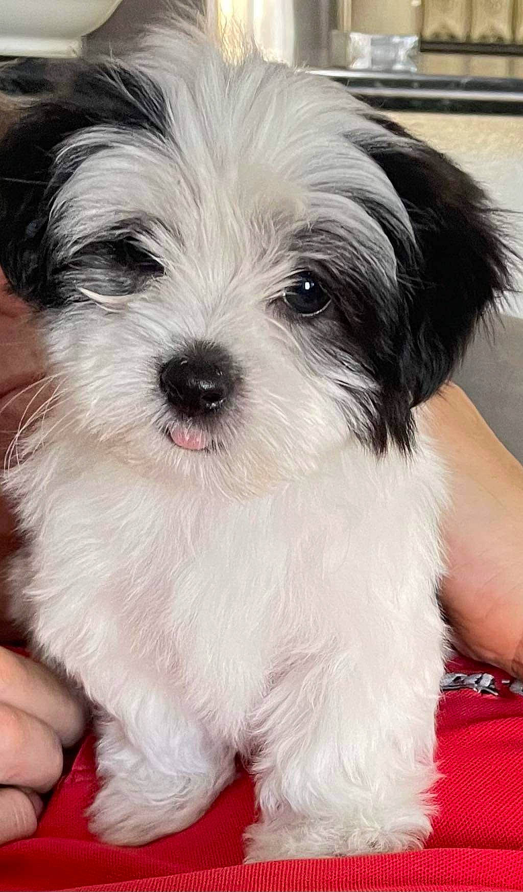 Bambi is registered to the contest to win money with this photo: canidae, carnivore, companion_dog, dog, dog_breed, fur, mal_shi, maltepoo, non_sporting_group, shih_tzu, small_terrier, snout, sporting_group, terrier, toy_dog, working_animal