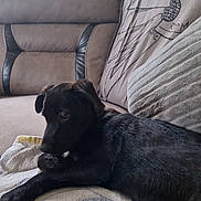 Freya is registered to the contest to win money with this photo: dog, black_dog, indoor, couch, towel, window, natural_light, pet, resting, fur, calm, home, blanket, curtain, furniture, relaxation, animal, laying, cozy, domestic
