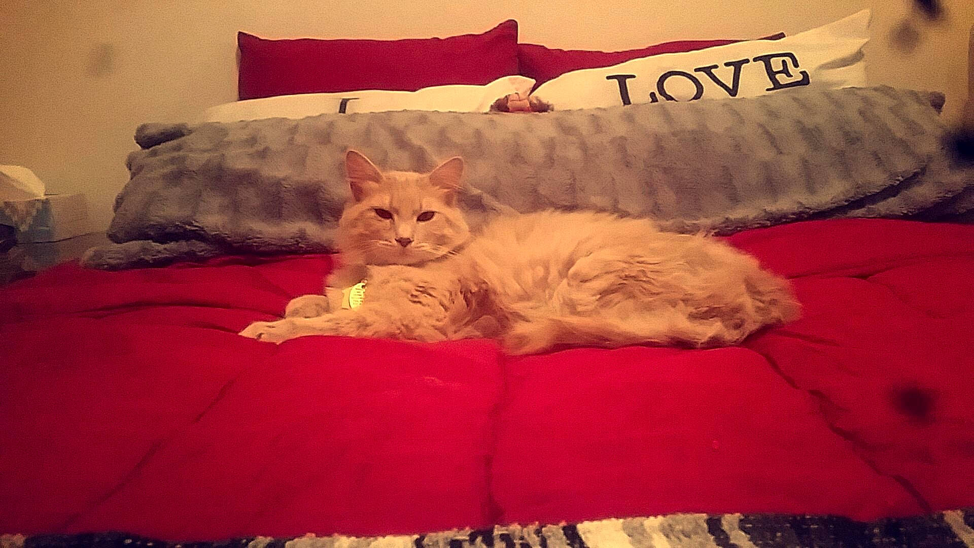 Fabio joined the competition — help win amazing prizes! asian, bed, carnivore, cat, comfort, couch, cushion, european_shorthair, fawn, felidae, fur, furniture, kitten, mammal, nap, pillow, room, selkirk_rex, small_to_medium_sized_cats, whiskers