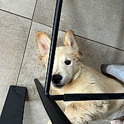 Milo participe au concours pour gagner de l'argent avec cette photo : puppy, dog, floor, tile, black_metal, chair_legs, light_fur, pet, lying_down, curious, ears, indoors, cute, animal, young_dog, close_up, looking_up, resting, paw, home