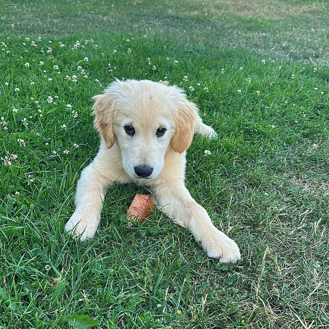 Milo participe au concours pour gagner de l'argent avec cette photo : animal, brick_wall, canine, cute, daylight, dog, fur, golden_retriever, grass, greenery, house, lawn, nature, outdoor, pet, picnic_table, playful, puppy, summer, young
