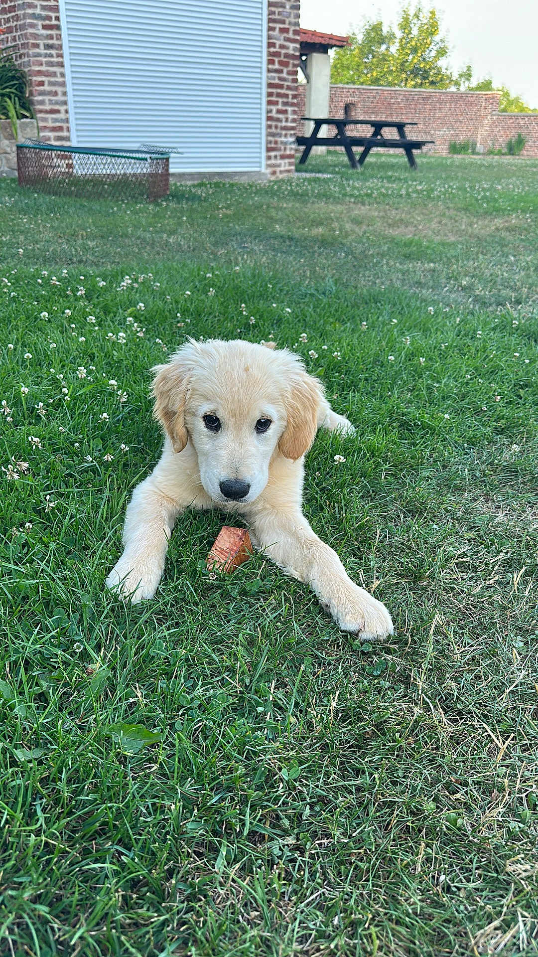 Milo participe au concours pour gagner de l'argent avec cette photo : puppy, dog, golden_retriever, grass, outdoor, pet, animal, greenery, playful, young, fur, lawn, nature, summer, house, brick_wall, picnic_table, daylight, cute, canine