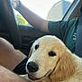 dog, puppy, golden_retriever, car, person, lap, steering_wheel, window, seatbelt, fur, cute, pet, companion, indoor, vehicle, relaxing, happy, closeup, smiling, human