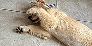 Milo participe au concours pour gagner de l'argent avec cette photo : adorable, animal, canine, covering_face, cute, dog, floor, fur, golden_retriever, hat, indoor, lying_down, paw, pet, playful, puppy, resting, shy, tile, young_dog