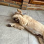 dog, puppy, golden_retriever, floor, tile, paw, hat, playful, cute, pet, animal, resting, indoor, fur, canine, adorable, lying_down, young_dog, shy, covering_face