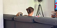 Milo participe au concours pour gagner de l'argent avec cette photo : dog, golden_retriever, puppy, person, couch, living_room, phone, lamp, tripod_lamp, framed_picture, wall, tile_floor, television, relaxing, indoor, pet, curious, home, furniture, casual