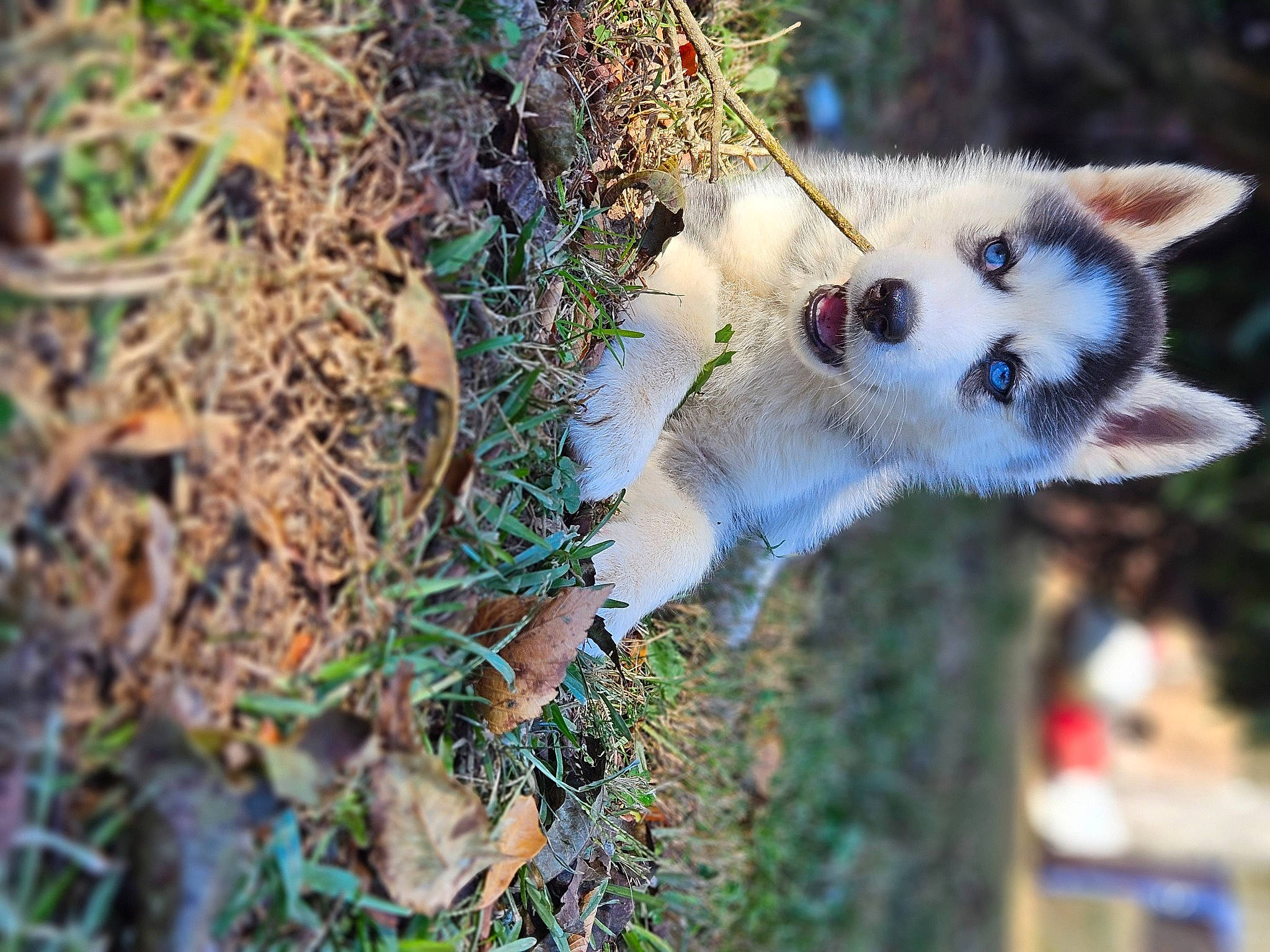 Luna joined the competition — help win amazing prizes! canidae, carnivore, dog_breed, fawn, felidae, fur, grass, marsupial, organism, plant, plant_stem, snout, tail, terrestrial_animal, tree, trunk, twig, whiskers, wildlife, wood