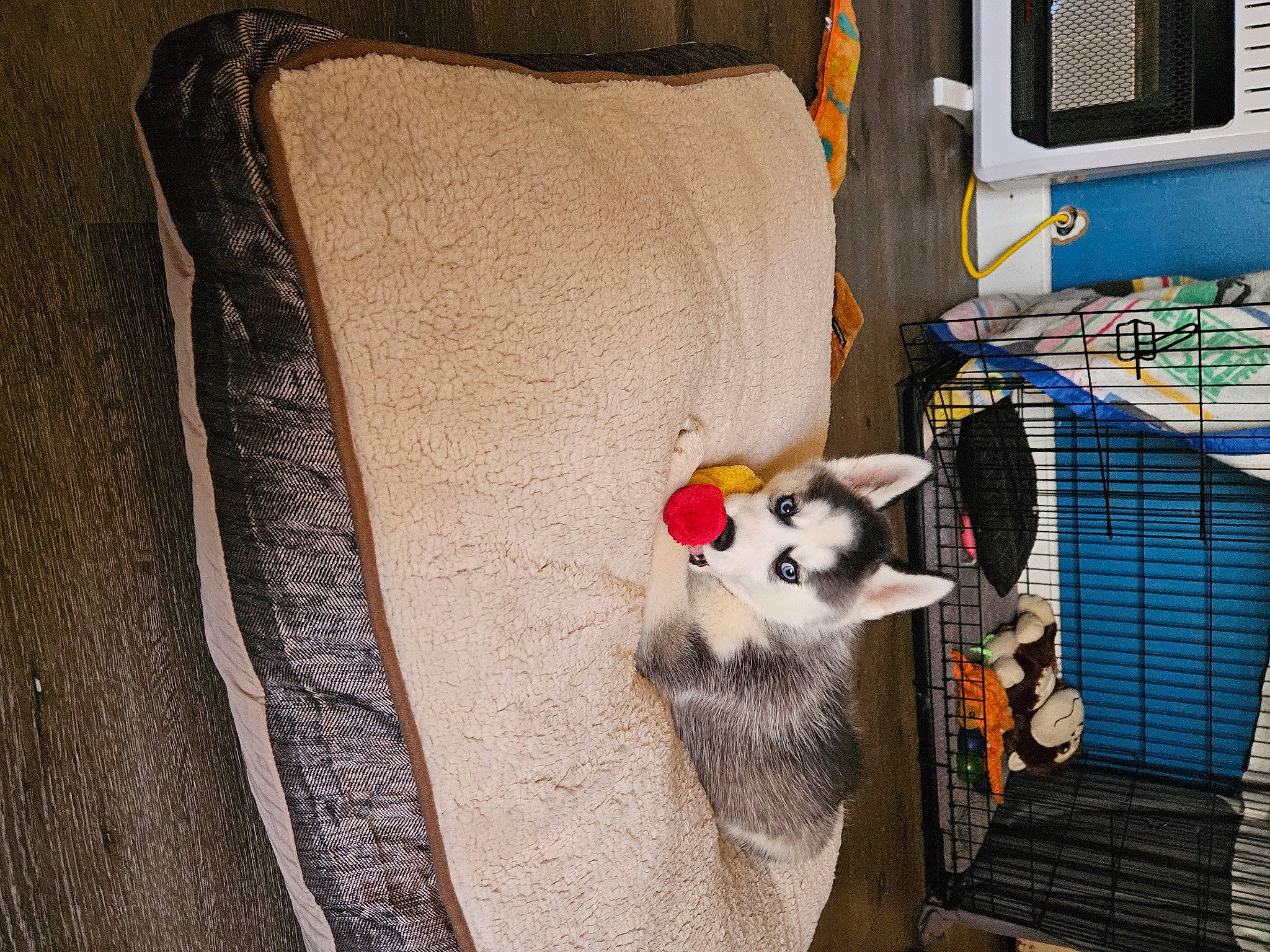 Luna joined the competition — help win amazing prizes! analog_television, animal_shelter, canidae, carnivore, companion_dog, dog_breed, dog_supply, fawn, felidae, fur, machine, marsupial, mesh, pet_supply, small_to_medium_sized_cats, tail, terrestrial_animal, whiskers, wood, working_animal