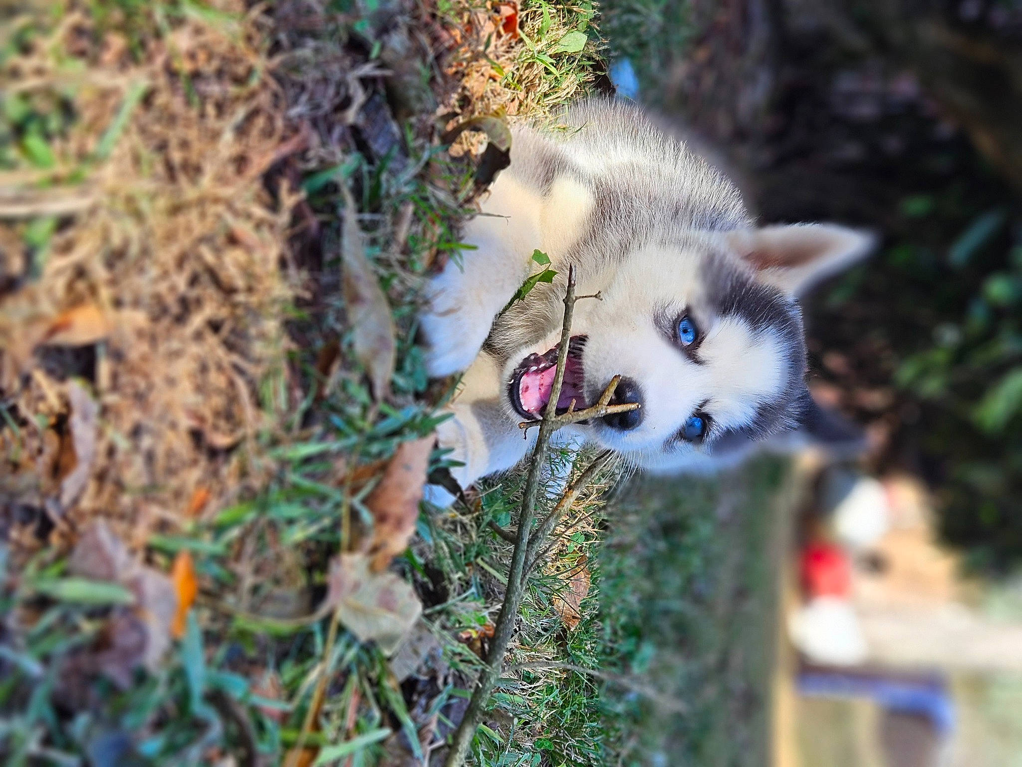 Luna is registered to the contest to win money with this photo: canidae, carnivore, cat, domestic_short_haired_cat, fang, fawn, felidae, fur, grass, organism, plant, small_to_medium_sized_cats, snout, tail, terrestrial_animal, tree, twig, whiskers, wildlife, wood