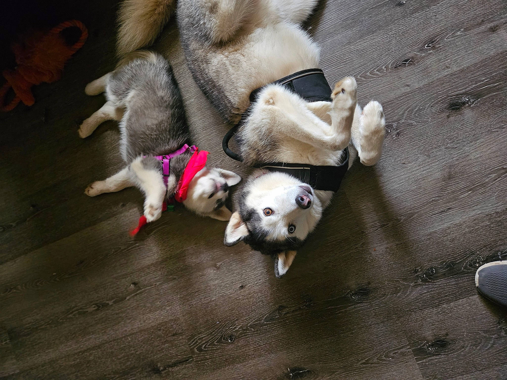 Luna joined the competition — help win amazing prizes! canidae, carnivore, comfort, companion_dog, dog, dog_breed, fawn, felidae, flooring, fur, hardwood, nap, non_sporting_group, paw, small_to_medium_sized_cats, sporting_group, tail, toy_dog, whiskers, wood