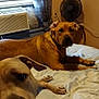 Jax is registered to the contest to win money with this photo: dog, bed, indoor, fan, air_conditioner, curtains, window, blanket, brown_dog, pet, canine, resting, room, furniture, collar, paw, animal, fur, domestic_animal, relaxing